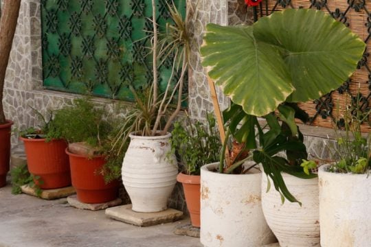 Αρρώστια στη Νίκαια: 80χρονη κακοποιεί ετοιμοθάνατη γάτα
