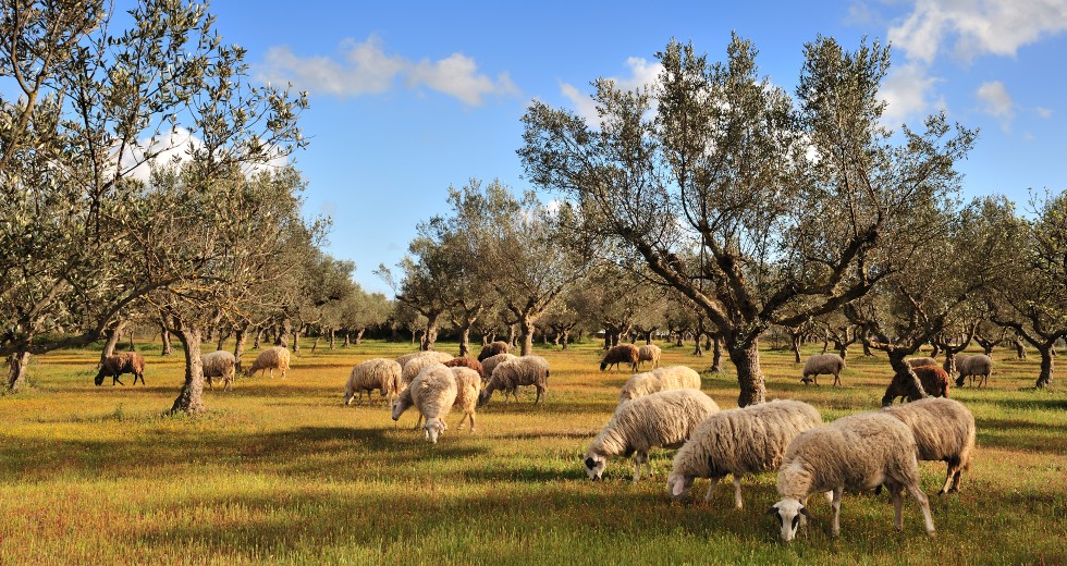 Του χωριού λέξεις…