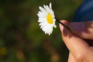 «Πες μου, μαργαρίτα  μου; Τώρα; Αργότερα;»