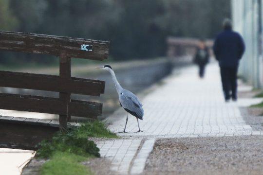 «Ιδιωτικοποιούν το Πάρκο Τρίτση, με απευθείας ανάθεση και η περιβαλλοντική εκπαίδευση»