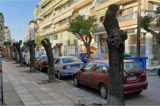 Οι δεντροκτόνοι με τα πριόνια