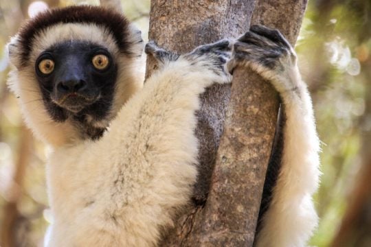 Ιστορική συμφωνία στην COP15 στο Μόντρεαλ για τη Βιοποικιλότητα