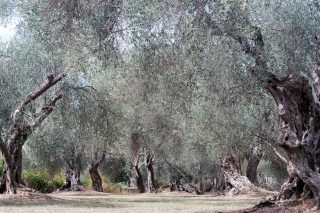 Τίποτα πια δεν μας εκπλήσσει