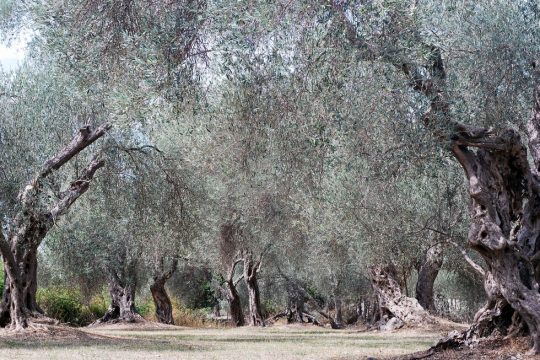 Τίποτα πια δεν μας εκπλήσσει