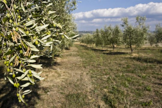Ηράκλειο: Ελαιόλαδο με την υπογραφή του ΚΕΘΕΑ ΑΡΙΑΔΝΗ