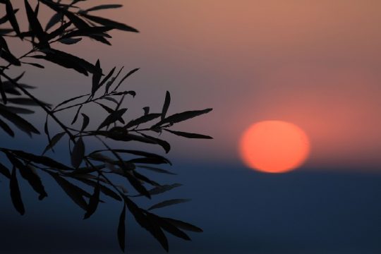 Στο νησί των ελαιώνων