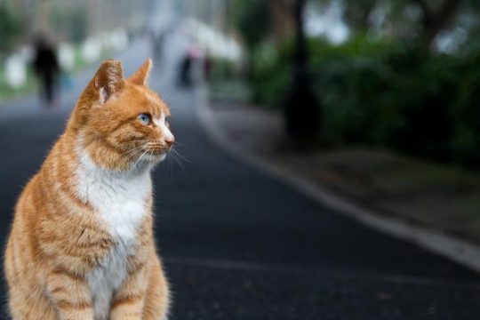 Δηλητηρίασε οκτώ αδέσποτες γάτες – Δικογραφία και πρόστιμο 60.000 ευρώ κατά 56χρονου