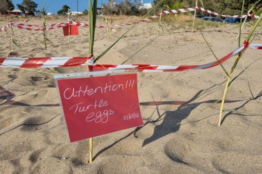 Παρέμβαση Ομάδας Πολιτών για την προστασία των θαλάσσιων χελωνών στο Ακρωτήρι