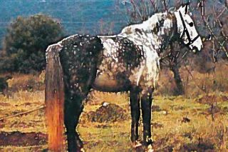Τα άλογά μας που χάνονται