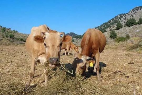 Εξάρθρωση εγκληματικών ομάδων με επίκεντρο εικονικές γεννήσεις και σφαγές ζώων