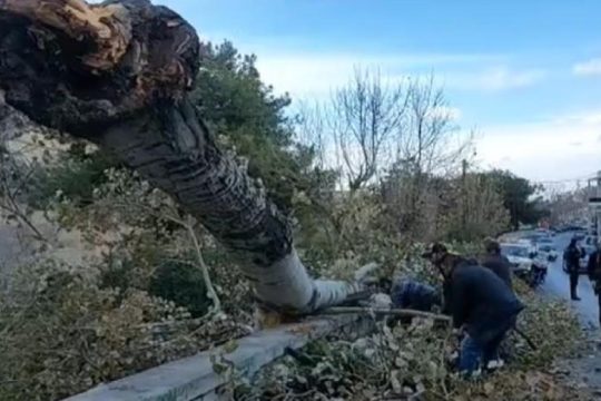 Ηράκλειο: Η απάντηση της Υπηρεσίας Πρασίνου για την πτώση του δέντρου