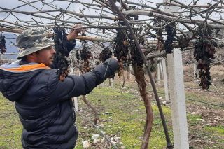 Αδιανόητη καταστροφή των σταφυλοπαραγωγών της Πιερίας
