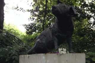 Brown Dog Affair