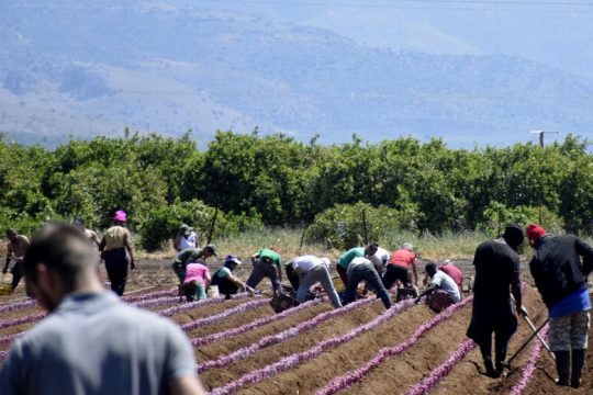 e-ΕΦΚΑ: Δυνατότητα ελεύθερης επιλογής ασφαλιστικής κατηγορίας και για τους εργάτες γης