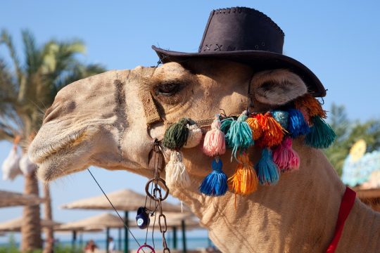 Καμήλες και κώδικες