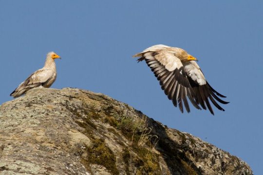 Αιολικά σε περιοχές απειλούμενου γύπα