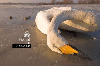 STOP στα μολύβδινα σκάγια στους ευρωπαϊκούς υγροτόπους
