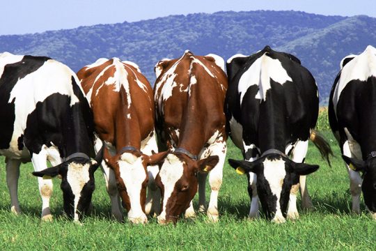 Μειώθηκε κατά 10% ο πληθυσμός των ζώων εκτροφής