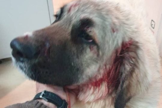 Ρέθυμνο: Άνδρας πυροβόλησε σκύλο που έπαιζε μαζί με παιδάκια