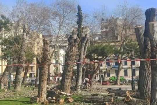 Απαίτησαν υποταγή για τις δεντροκτονίες