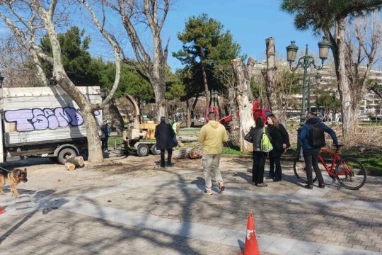 Εισαγγελική παρέμβαση για τις λεύκες στην πλατεία Ρωμαϊκής Αγοράς