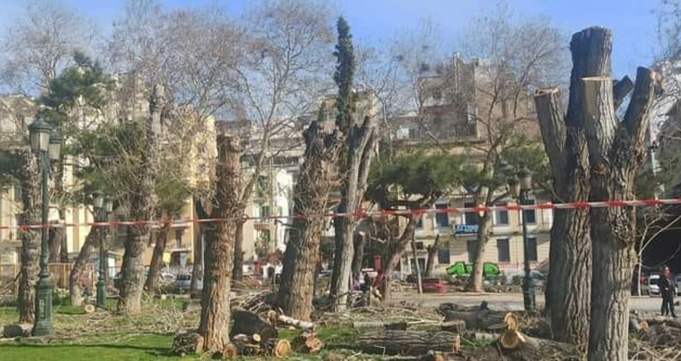 Απαίτησαν υποταγή για τις δεντροκτονίες