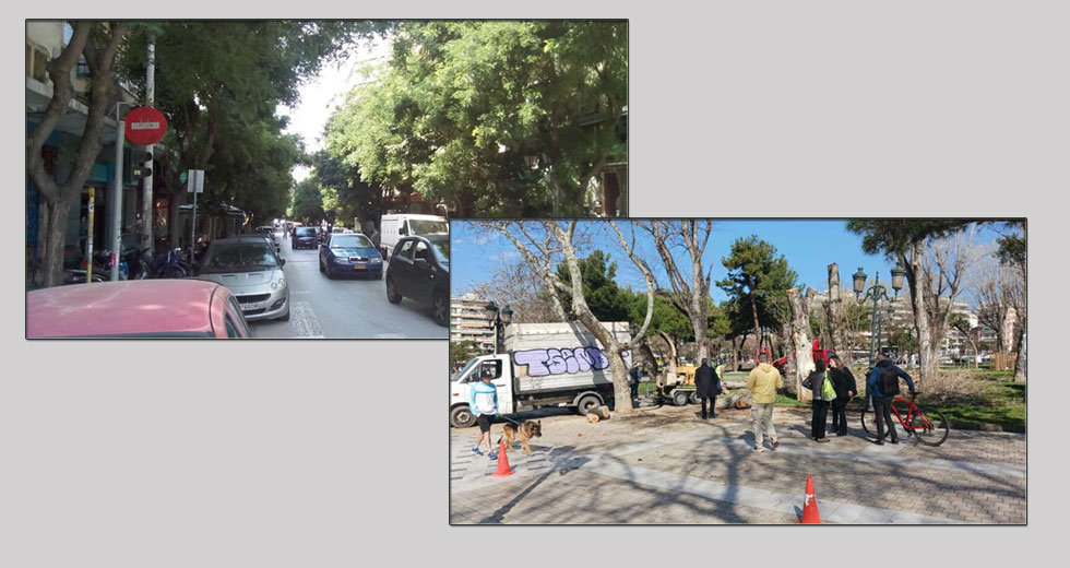 Μάχες σώμα με σώμα για τη σωτηρία των δέντρων