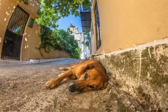 Κτηνωδία στο Ηράκλειο: οδηγός πατάει σκόπιμα σκυλάκι [Βίντεο]