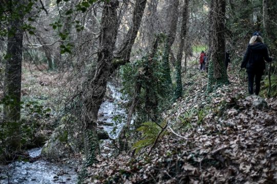 Τίνος είναι τα «αδέσποτα» δάση;