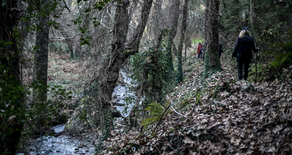 Τίνος είναι τα «αδέσποτα» δάση;