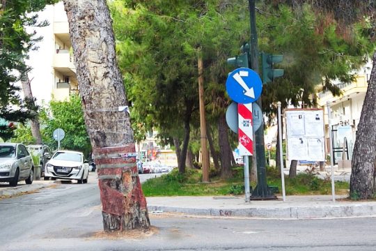«Έγκλημα» η απομάκρυνση 130 δέντρων στο Ηράκλειο
