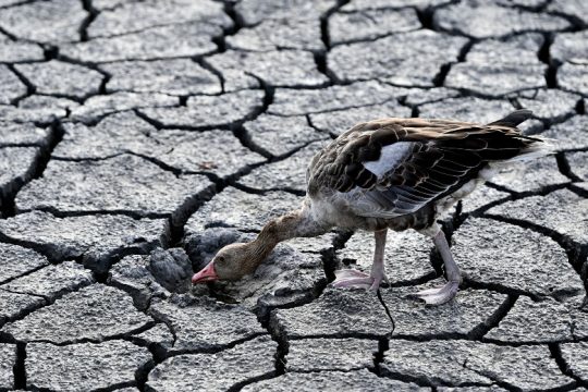 Η ξηρασία ρεκόρ στο Κέρας της Αφρικής οφείλεται στην κλιματική αλλαγή