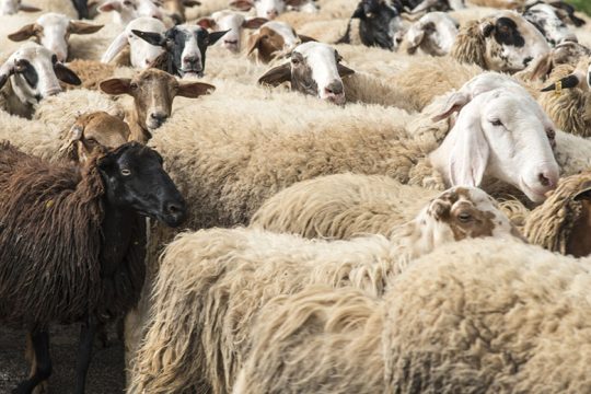 Η παραγωγή τροφής και η δικαιοσύνη της πρόσβασης σε αυτήν
