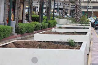 Πήγαν… περίπατο οι φοίνικες της Πανεπιστημίου