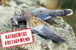 Εξοντώνουν τα τρυγόνια με την ανοχή των Αρχών