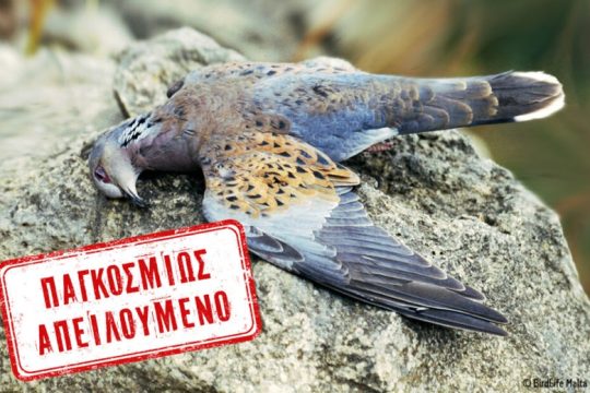 Εξοντώνουν τα τρυγόνια με την ανοχή των Αρχών