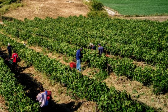 Αγροτική παραγωγή στις Κυκλάδες