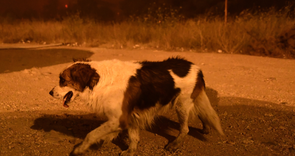 138 συλλήψεις απ’ την αρχή του έτους για κακοποίηση ζώων