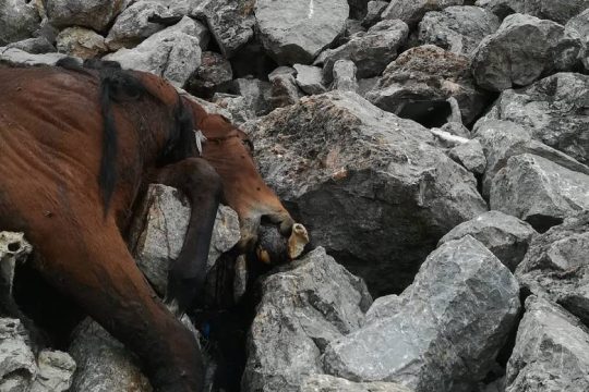 Έρευνες για τα νεκρά άλογα στην Πάρνηθα