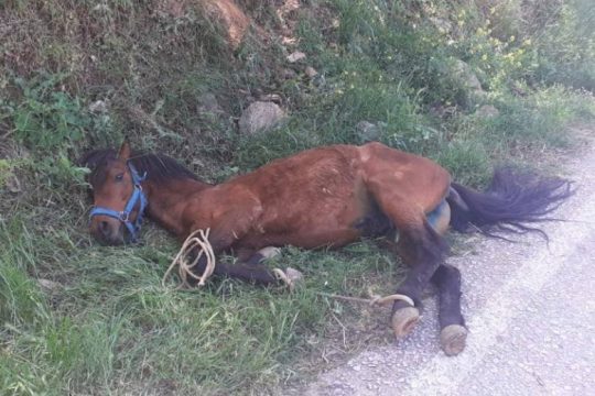 Οργή για την άγρια κακοποίηση αλόγου