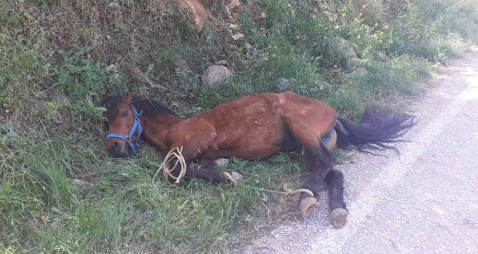 Οργή για την άγρια κακοποίηση αλόγου
