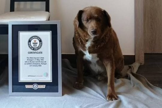 Ο γηραιότερος σκύλος στον κόσμο έγινε 31 ετών!