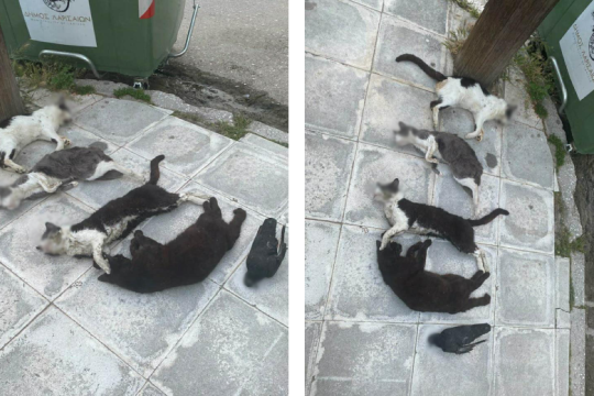 Νεκρά γατιά και περιστέρια από φόλες στη Λάρισα