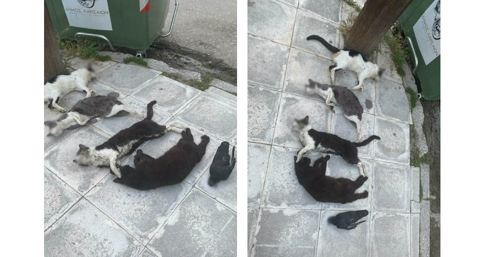 Νεκρά γατιά και περιστέρια από φόλες στη Λάρισα