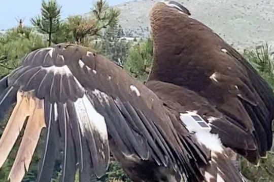 Απελευθέρωση Χρυσαετού στην Πάρνηθα