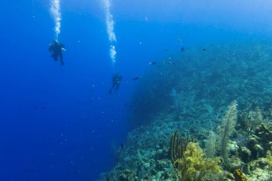 Σε κίνδυνο τα κοράλλια στην Ερυθρά Θάλασσα
