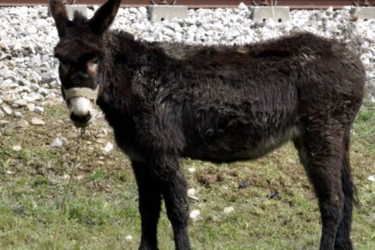 Συνελήφθη ιδιοκτήτης γαϊδουριού, που πέθανε δεμένο