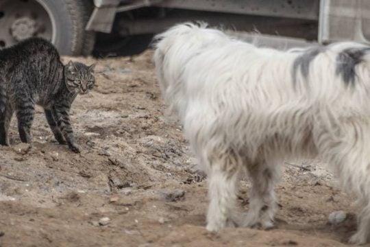 Αποτροπιασμός από θανάτωση ζώων με φόλες στο Αγρίνιο