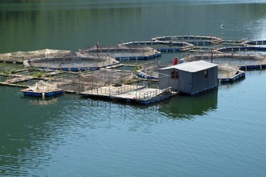 Κατάληψη του Ευβοϊκού από ιχθυοκαλλιέργειες