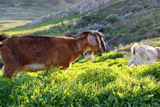 «Χαοτικό» το νούμερο των σφαγιασθέντων ζώων λόγω ευλογιάς